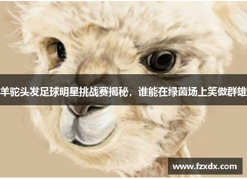 羊驼头发足球明星挑战赛揭秘，谁能在绿茵场上笑傲群雄